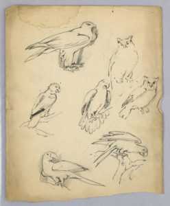 Sketches of two owls, four parrots, and a bird of prey in various poses.