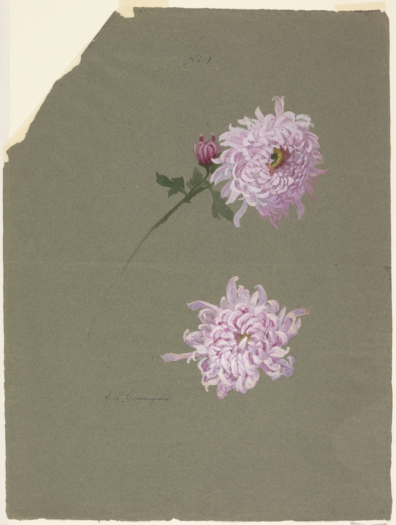 Two violet chrysanthemum blossoms, one with stalk, leaf and bud in the center of the page.