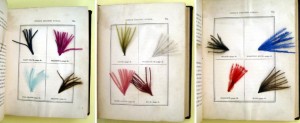 Sample pages of dyed ostrich feathers