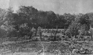 The tiered gardens at Ringwood Manor, ca. 1905.