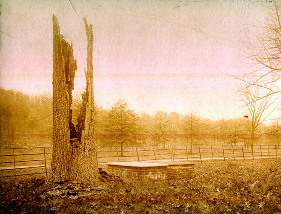 The hillside on the estate near the cemetery, showing young trees and plantings, ca. 1890.