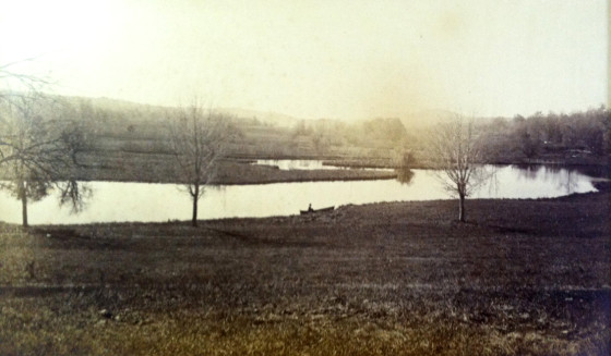 trees along a river