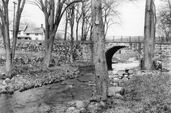 bridge surrounded by trees