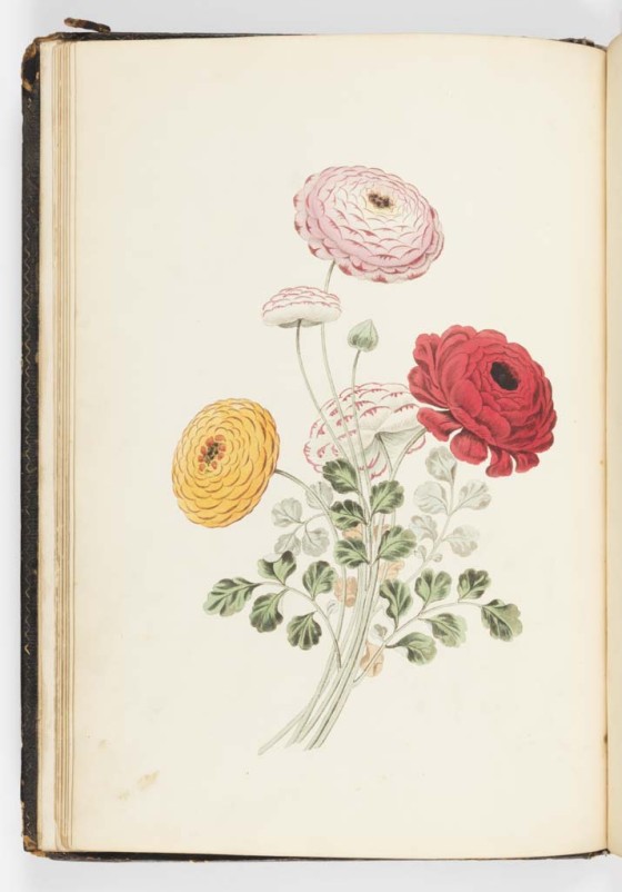 Groups of flowers, drawn and accurately coloured after nature, with full directions for the young artist, designed as a companion to the treatise on flower painting, / by George Brookshaw; London, Published by Thomas McLean, printed by Turner and Hadley, Minerva Press, 1819; [17] p., [12] leaves of plates. illus. (some col.). 37 cm.