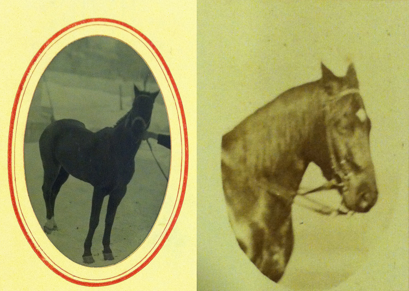 side by side images of horses