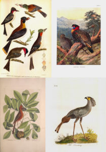 composite image of four pages from books about birds