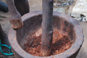 Using a large stick to pound the reddish bark of the Badie tree in a large wooden bowl.