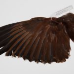 The wing of a male Montezuma Oropendola. Brown feathers with a specimen tag attached. From the Division of Birds, National Museum of Natural History.