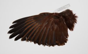 The wing of a male Montezuma Oropendola. Brown feathers with a specimen tag attached. From the Division of Birds, National Museum of Natural History.