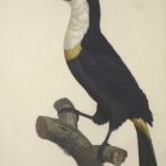 A colored illustration of a toucan from the 1806 text Natural History of Birds of Paradise and Rollers: Follow by that of Toucans and Barbets, Vol. 2,