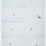 Second poster of the Circumpolar series depicting eight film stills of a bird in flight with text about the bird's circumlocution of the globe printed in white in the center.