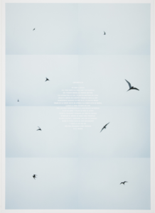 Second poster of the Circumpolar series depicting eight film stills of a bird in flight with text about the bird's circumlocution of the globe printed in white in the center.