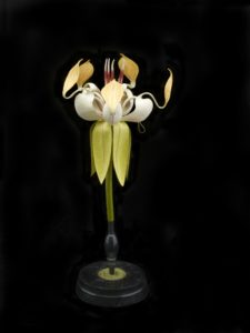 Anatomical model of Theobroma Cacao glued to a vertical rod mounted on a stepped base with affixed paper label. Plant resembles a white orchid with a collar of long light green leaves.