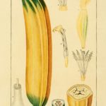 cientific illustration showing the banana from seed to full growth