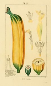 cientific illustration showing the banana from seed to full growth