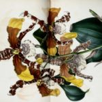 Botanical illustration of Odontoglossum grande, a boisterous plant with orchid-like leaves that are brown with yellow tips or brown with white stripes. It has huge deep green leaves.