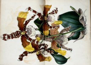 Botanical illustration of Odontoglossum grande, a boisterous plant with orchid-like leaves that are brown with yellow tips or brown with white stripes. It has huge deep green leaves.