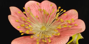 Design Dialogue program for visitors with memory loss. A light pink flower with neon yellow burst at center on a black background.