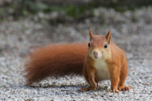 A red squirrel standing on street pavement