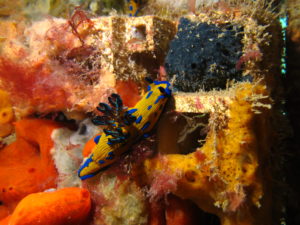 A yellow sea slug with violet stripes crawls along a growth of algae. Barely visible under the algae is a supporting structure of stacked cubes with hollow centers.