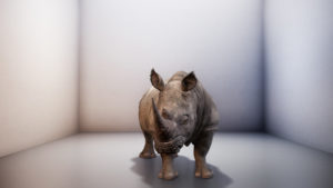 An unbelievably realistic computer rendering of a gray rhino with leathery skin and soulful amber eyes in a cube-shaped room that is faintly purple