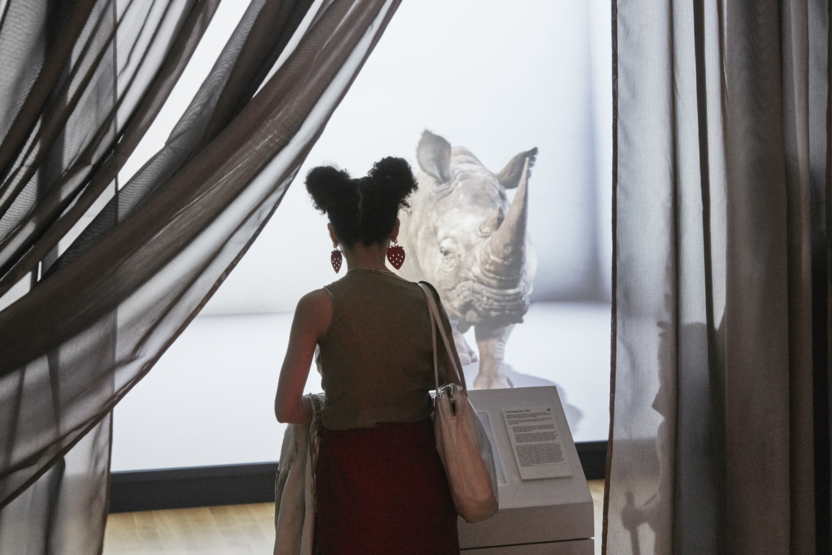 A young woman with two small buns on top of her head looks at a giant projection of a rhinoceros. She is surrounded by a gauzy screen pulled back on either side to create an informal theater.