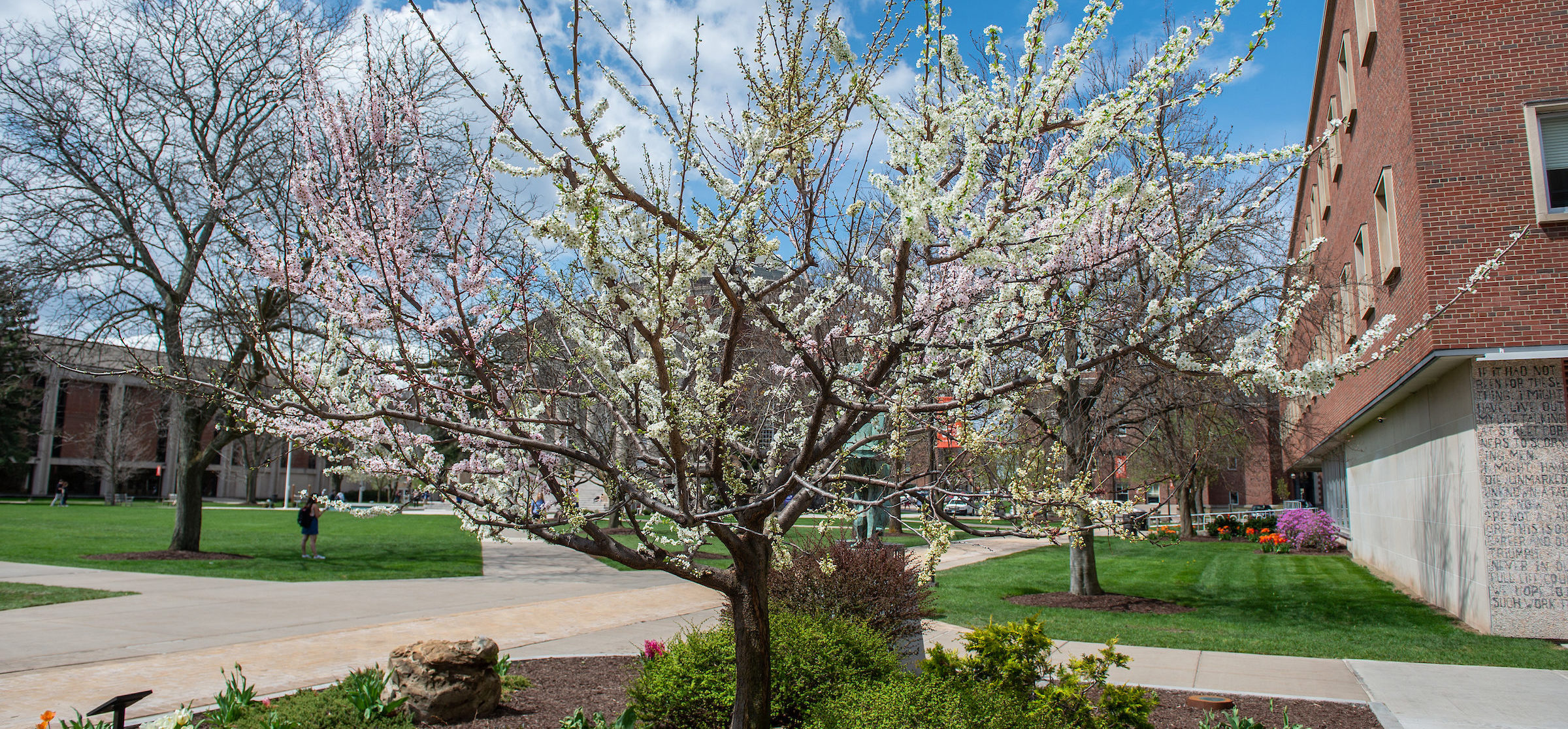 Image of Tree of 40 Fruit, 2008-ongoing; Sam van Aken (American, b. 1972); Cultivar tree with grafts; Dimensions variable; Courtesy of Sam van Aken and Ronald Feldman Fine Arts