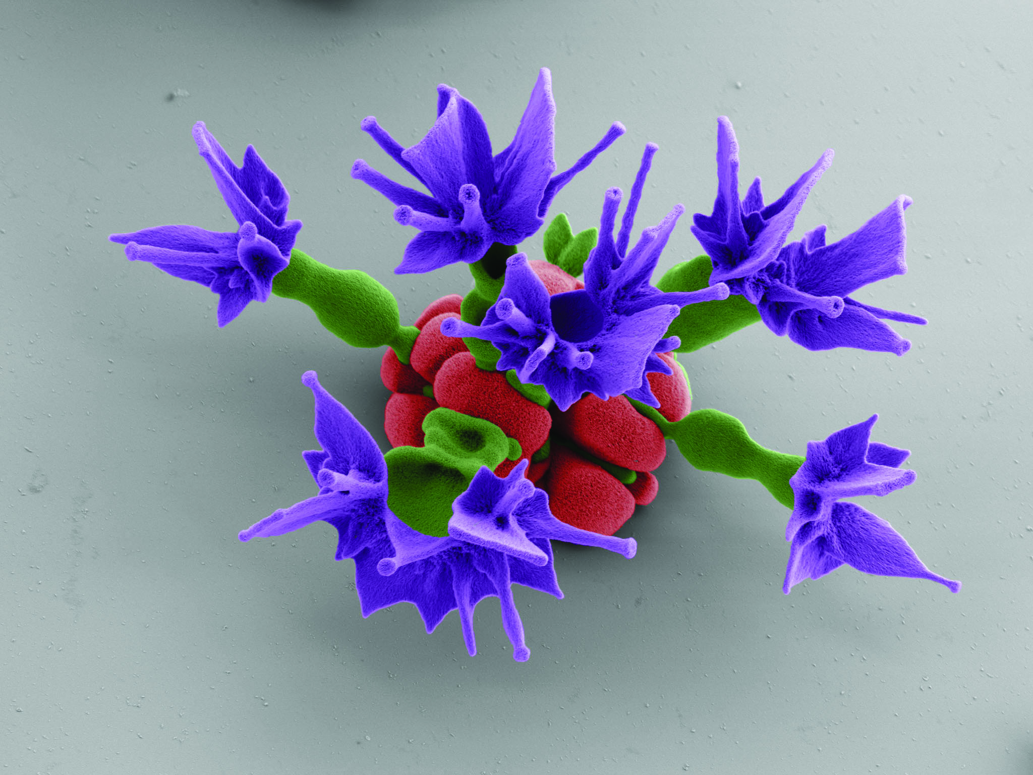 A red core with green flower-like structures extending into purple angular petals. The surfaces posses a grainy, furry texture.