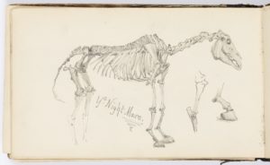 Sketch of the skeleton of a horse.