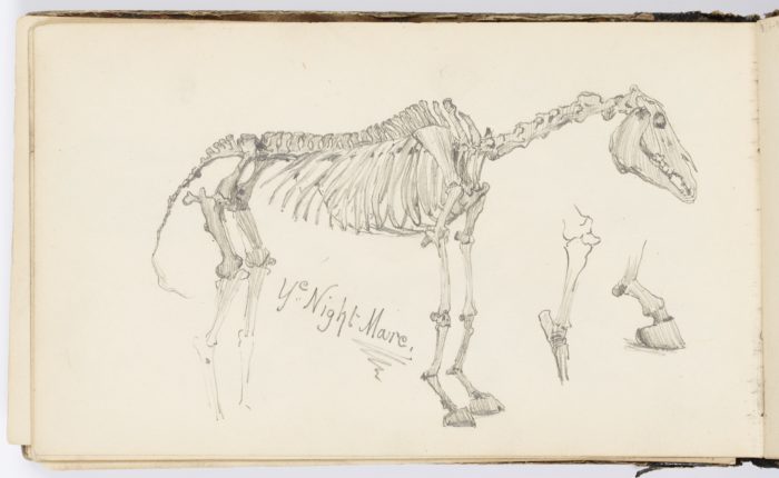 Sketch of the skeleton of a horse.