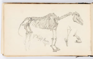 Sketch of the skeleton of a horse.