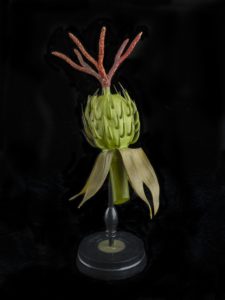 Image features a large scale model of the Ricinus communis (also called the castor bean, or castor oil) plant with red stigma rising from a green spiny capsule and long green leaves on a thick green stem, mounted on a black turned-wood base. Please scroll down to read the blog post about this object.