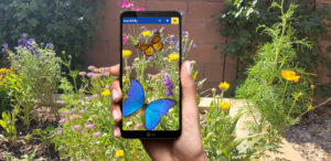 A medium/light complected hand holding a mobile phone against a background of green plants and flowers. On the phone, you can see the same background of plants and flowers, but it also shows two augmented reality butterflies, one that is bright blue and the other a Monarch which is orange and yellow with black veined wings.