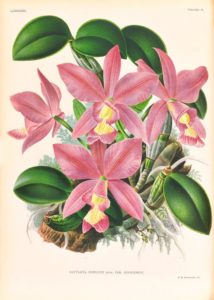 Botanical illustration of blossoming pink orchids.
