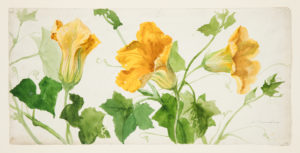 Watercolor study of yellow squash or pumpkin blossoms, with green vines, on white paper