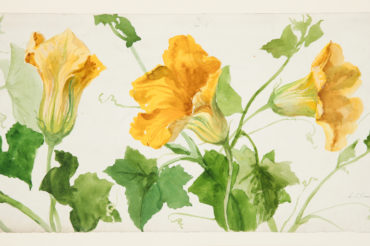 Watercolor study of yellow squash or pumpkin blossoms, with green vines, on white paper