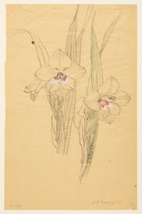 Line drawing of amaryllis flowers on yellow tracing paper, with accents of red, white, and green watercolor
