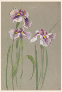 Watercolor study of three purple irises with green foliage, on grey paper