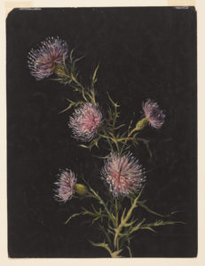 Painting of five purple thistles with green stems on black paper