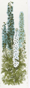 A group of tall delphinium flowers, mostly blue with one white delphinium in the foreground, above a verdant green explosion of leaves.