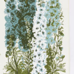 A group of tall delphinium flowers, mostly blue with one white delphinium in the foreground, above a verdant green explosion of leaves.