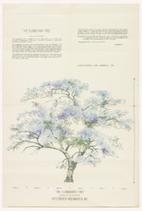 A delicate tree with wide, splaying branches covered in light blue and purple blossoms and green leaves. Above the tree are a few paragraphs of miniscule text titled [The Flamboyant Tree], and below the tree is larger text that reads [The Flamboyant Tree, designed by Lanette, Katzenbach and Warren, Inc.].