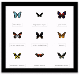 Nine different butterfly specimens of various shapes and sizes, with markings in blue, black, yellow, red, orange, grey, white, and brown, slowly flap their wings in unison a virtual shadowbox. Each butterfly's scientific name can be seen below the corresponding specimen.
