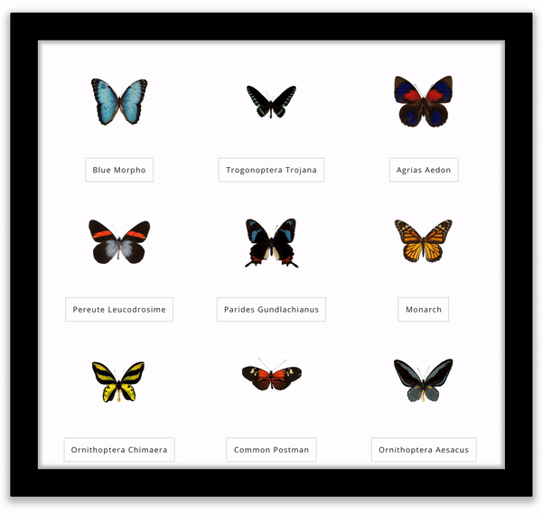 Nine different butterfly specimens of various shapes and sizes, with markings in blue, black, yellow, red, orange, grey, white, and brown, slowly flap their wings in unison a virtual shadowbox. Each butterfly's scientific name can be seen below the corresponding specimen.