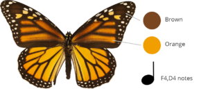 The colors of a monarch butterfly specimen are broken down into brown and orange which correspond to notes F4, and D4.