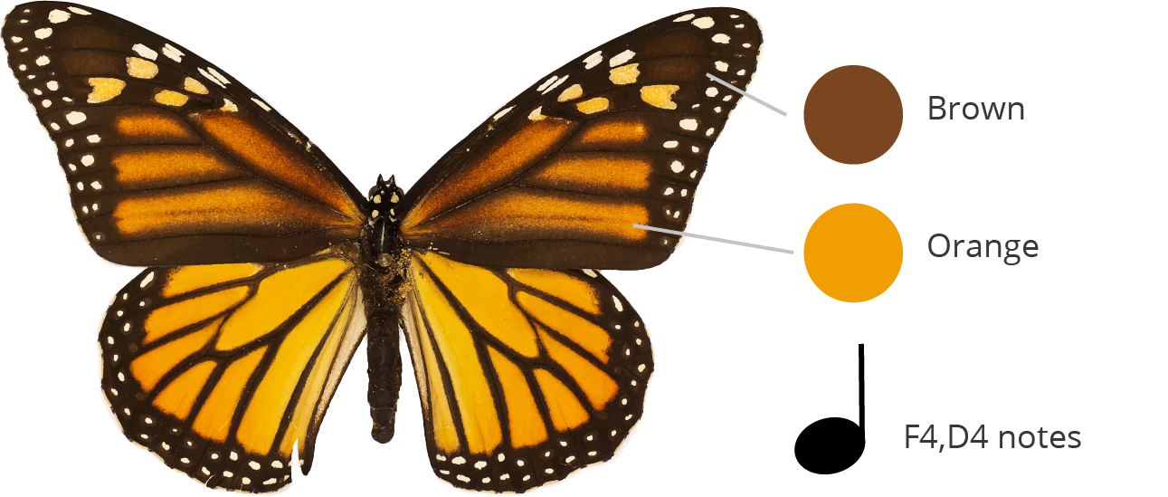 The colors of a monarch butterfly specimen are broken down into brown and orange which correspond to notes F4, and D4.