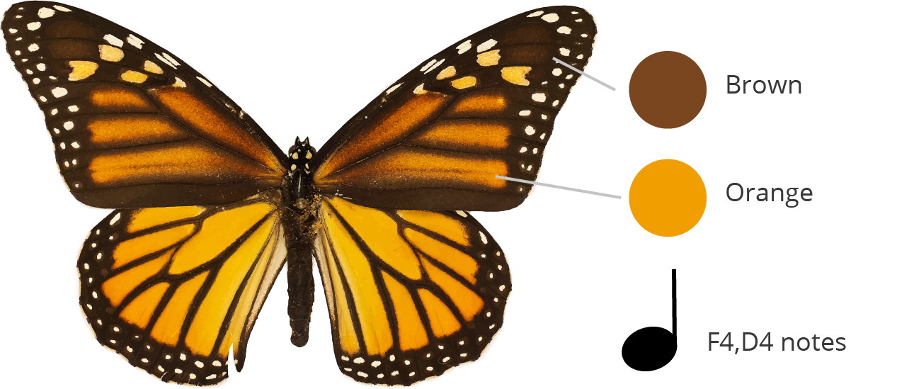 The colors of a monarch butterfly specimen are broken down into brown and orange which correspond to notes F4, and D4.