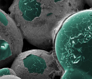 A microscopic image of large green-colored conjoining spheres partially covered with grey outer lining.