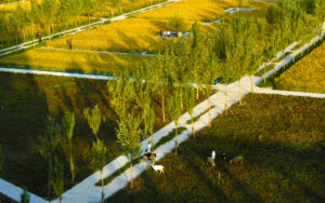 An aerial view of perpendicular white sidewalks with luscious green grass and plants in between; tall skinny trees line the most central sidewalk.