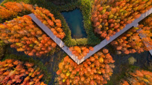 A bird’s-eye view of a V-shaped white pathway surrounded by bright orange and yellow trees.